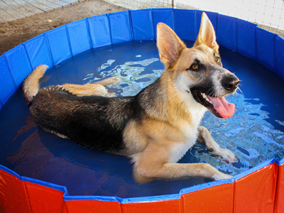 Niko enjoying some pool time.